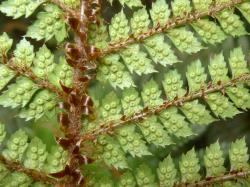 Polystichum vestitum. Abaxial surface of fertile frond showing immature sori protected by concolorous, round, peltate indusia.
 Image: L.R. Perrie © Te Papa CC BY-NC 3.0 NZ